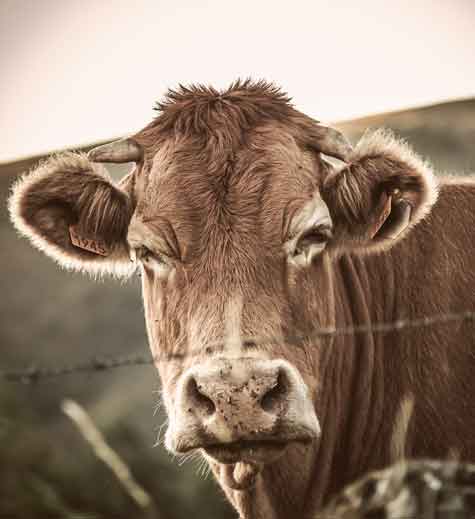 Carnicería online de carne de buey, vacuno y ternera